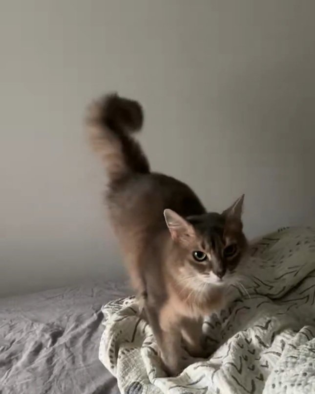 しっぽが揺れる猫