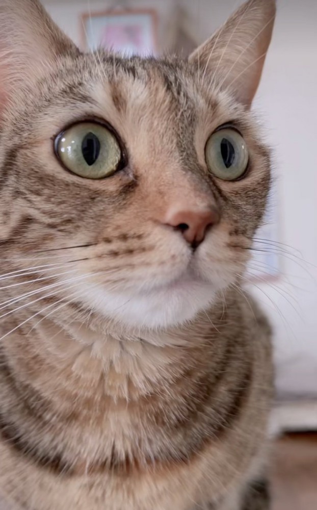 目を見開く猫