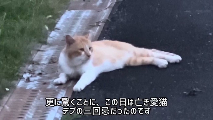 寝そべる猫