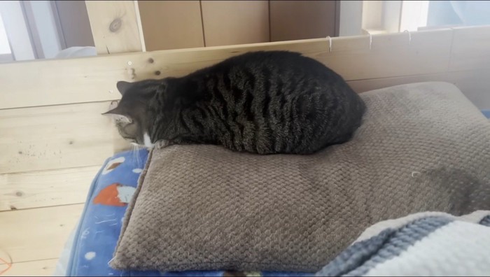 枕の上に座るキジ白猫の後ろ姿