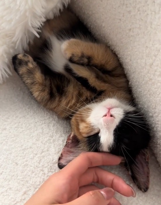 熟睡するラニちゃん