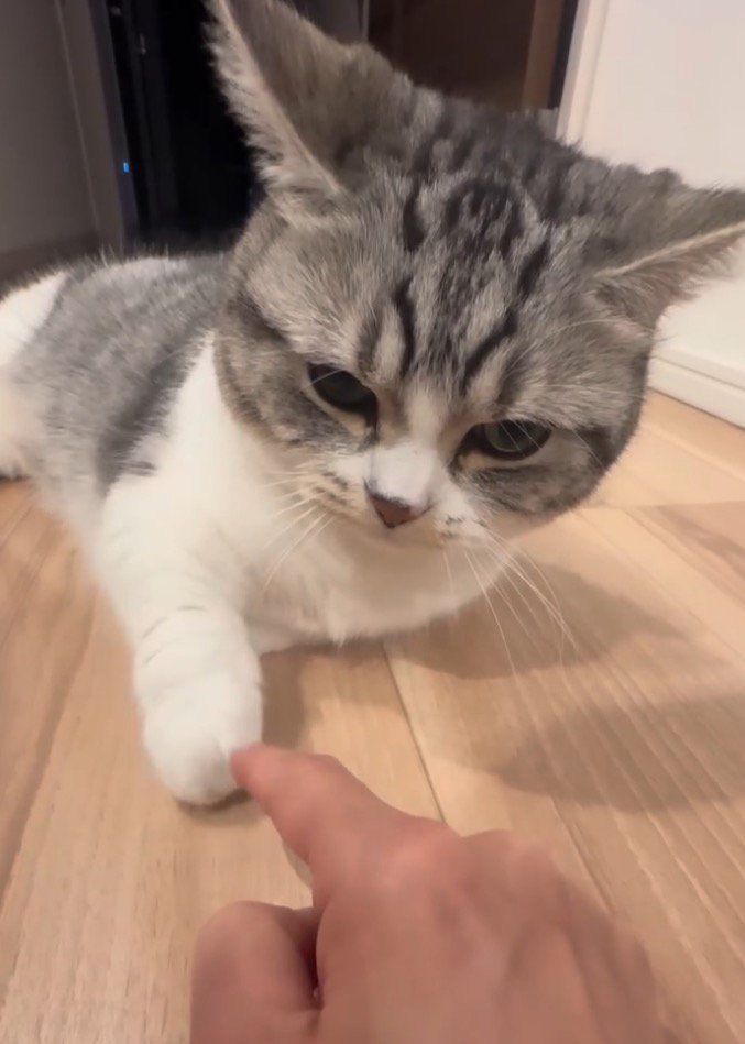 女性の手を見つめて動かない猫