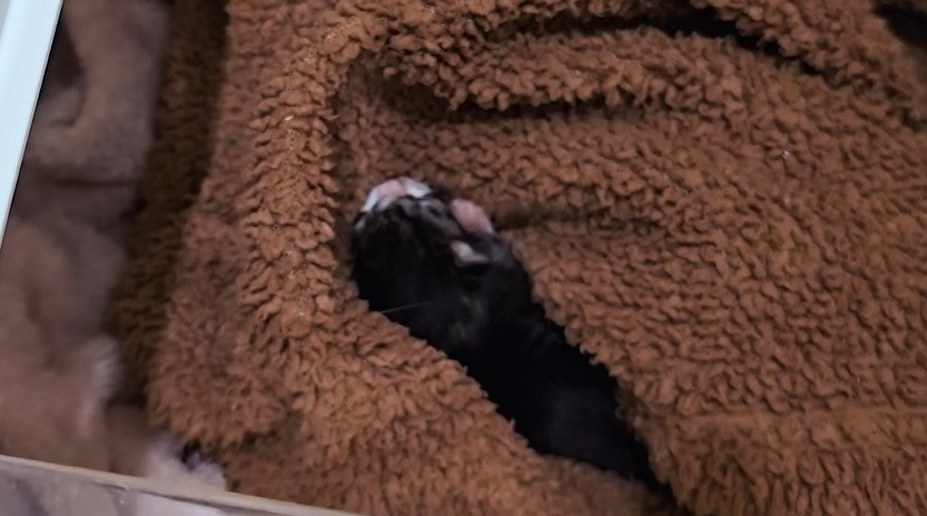 毛布の上で寝ている子猫
