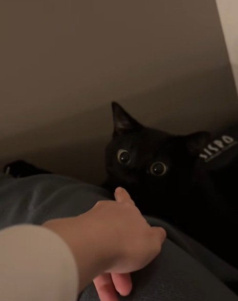 鼻をつつかれている黒猫