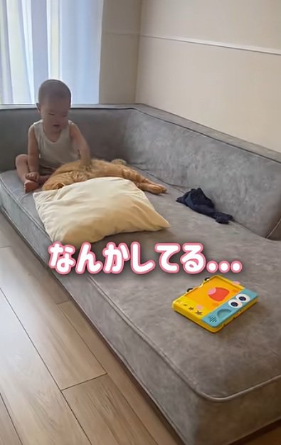 ソファーの上にいる猫と赤ちゃん