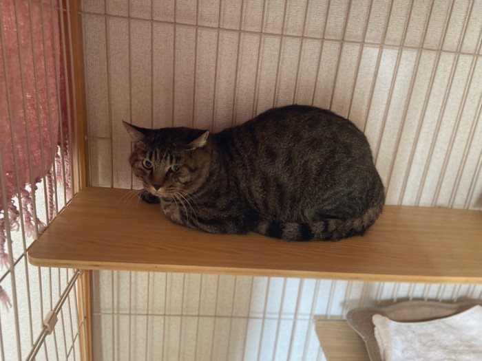 ケージの中のステップに座る猫