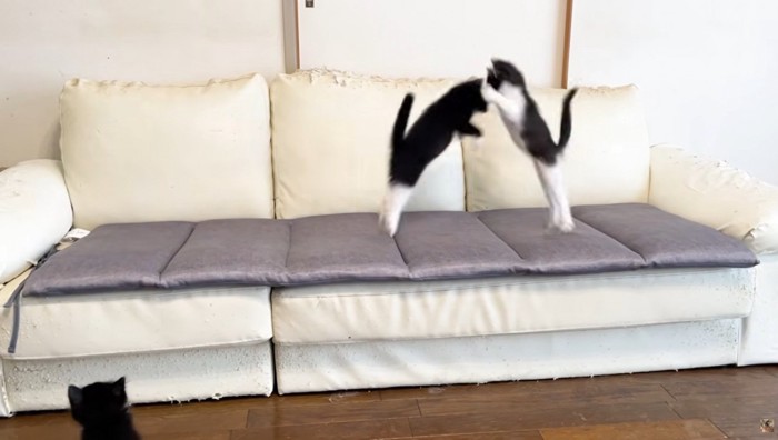 ソファの上で遊ぶ2匹の子猫