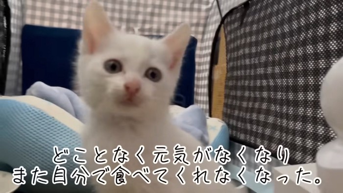 子猫の顔
