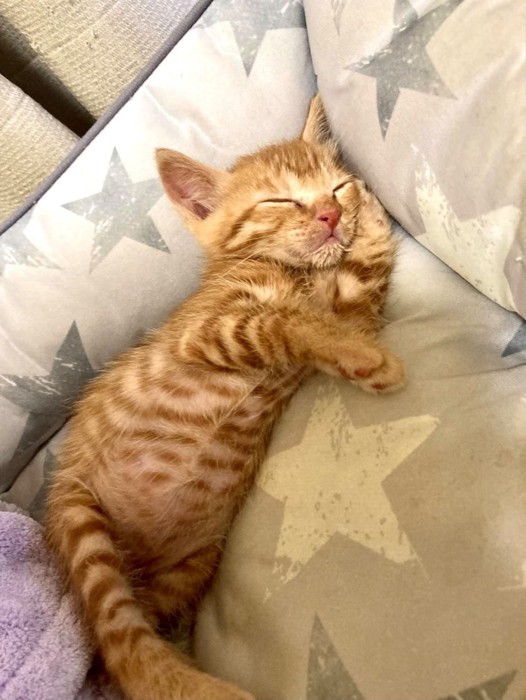 寝ている子猫
