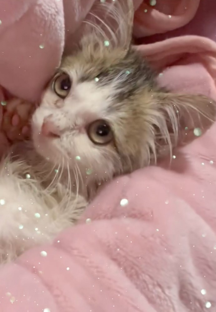 タオルにくるまれる子猫