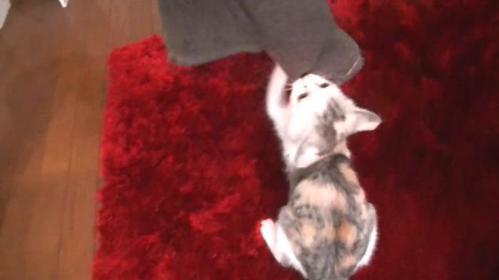 タオルに夢中ネコ吉ちゃん