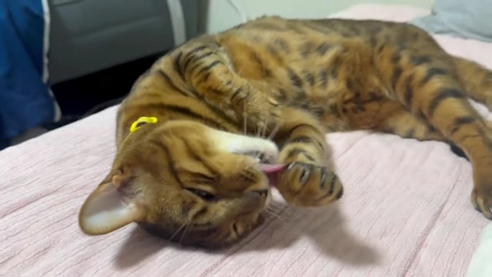 毛繕いをするニコ