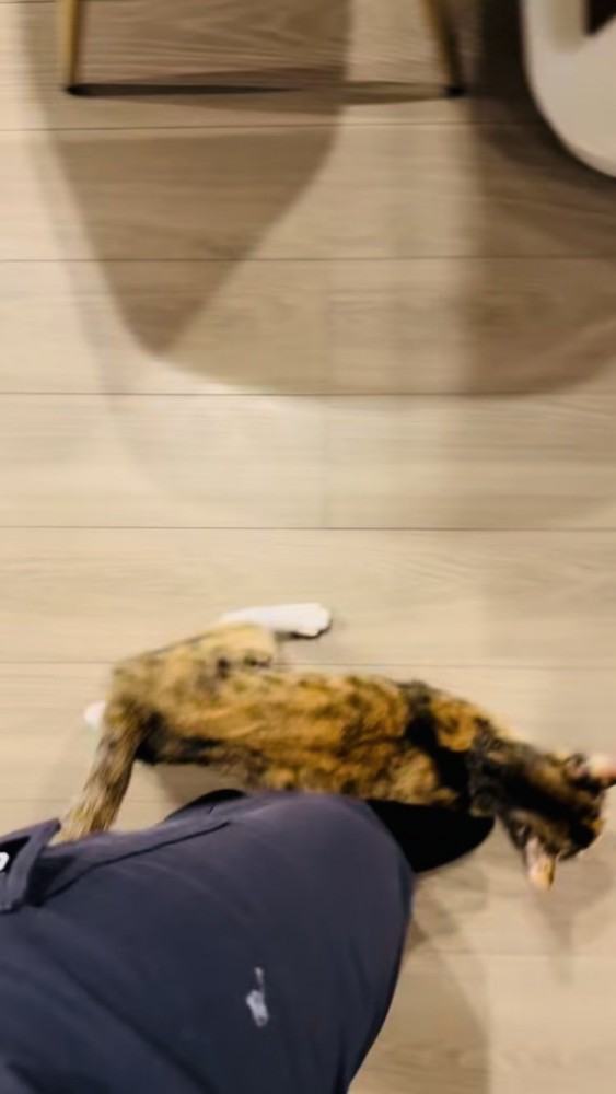 鳴きながら飼い主さんの足に擦り寄る三毛猫