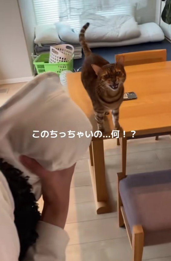 赤ちゃんを抱っこした女性と猫