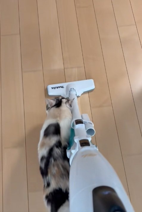 掃除機と並んで歩く三毛猫