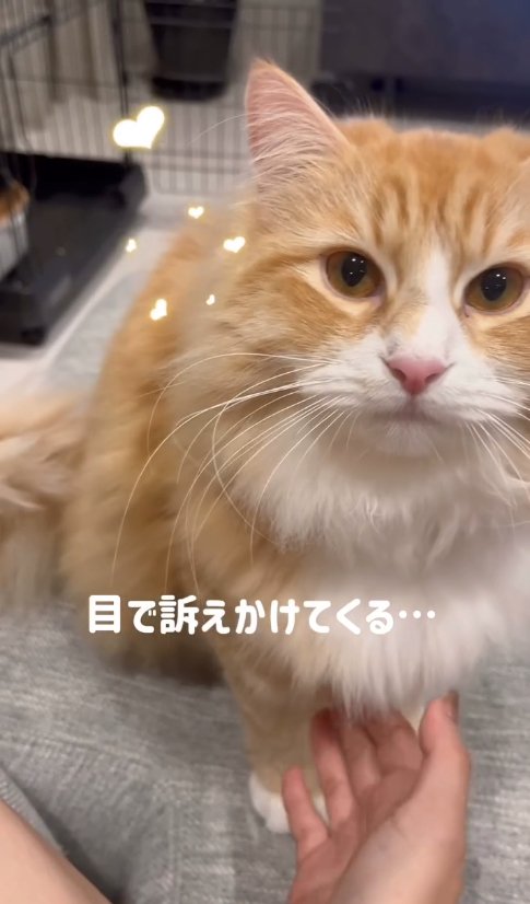 お座りをしているカメラ目線の猫「目で訴えかけてくる…」