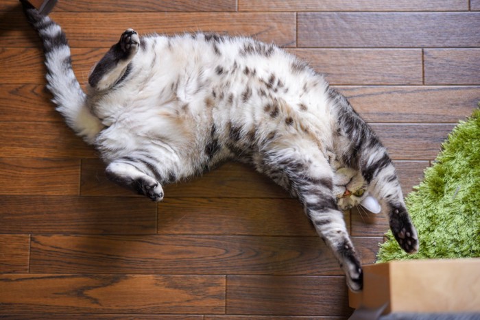 ヘソ天する猫