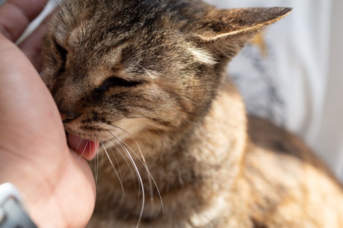 飼い主の手を舐める猫