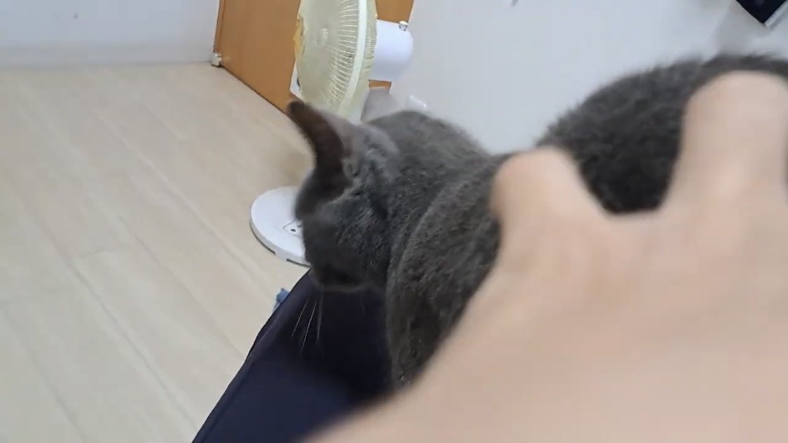 お尻を揉まれる猫