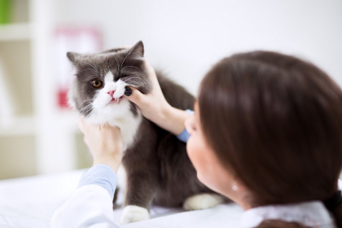 獣医師に口をチェックされている猫