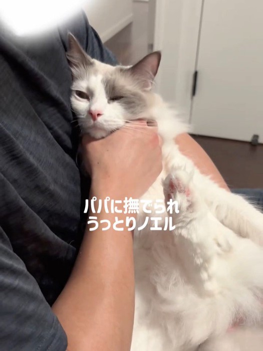 抱っこされる猫