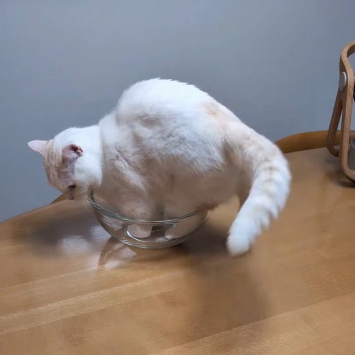 ボウルの中で立つ猫