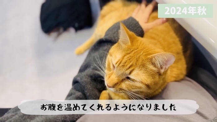 ママのお腹にくっつく茶トラ猫