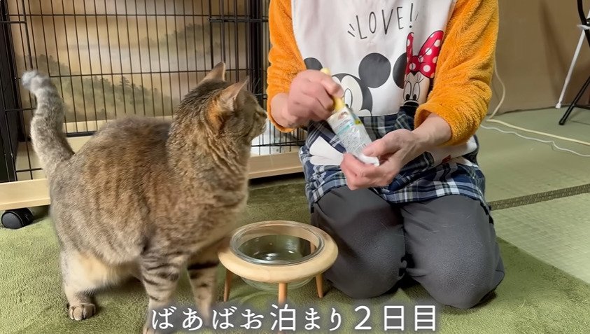 ご飯のにおいを嗅ぐ猫