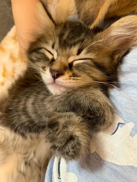 仰向けで前足を重ねて寝ている子猫