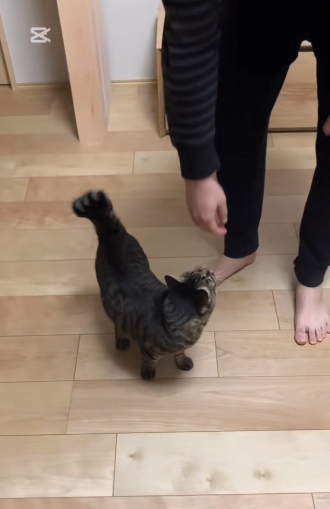 猫に近づくパパ