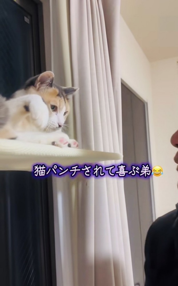弟を見る三毛猫