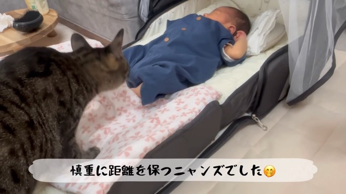赤ちゃんに顔を近づける猫