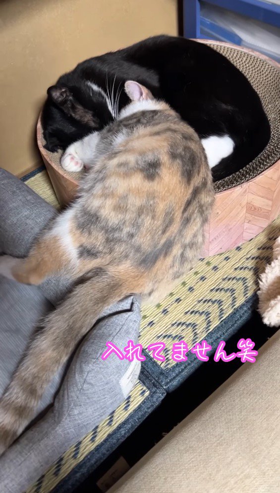 三毛猫の寝方を見て笑う飼い主