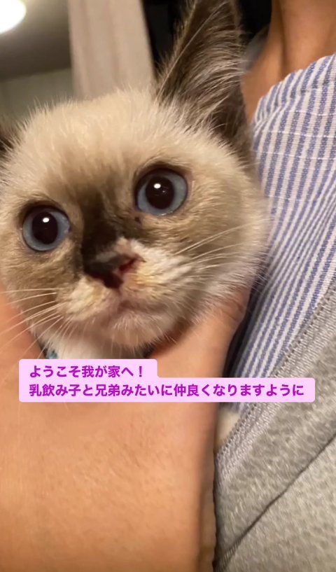 抱っこされている子猫の顔アップ