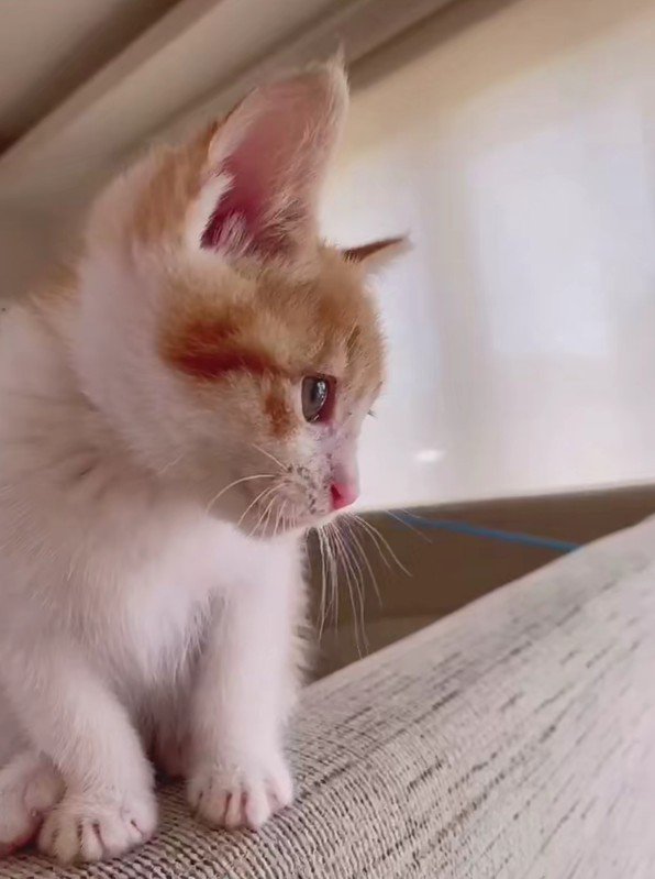 ソファの背もたれに座る猫