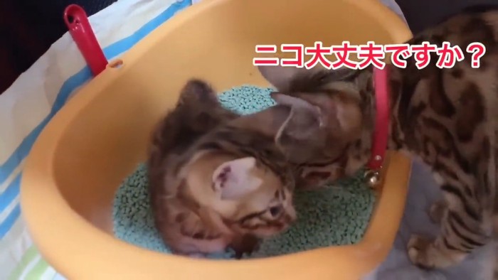 トイレにいる子猫