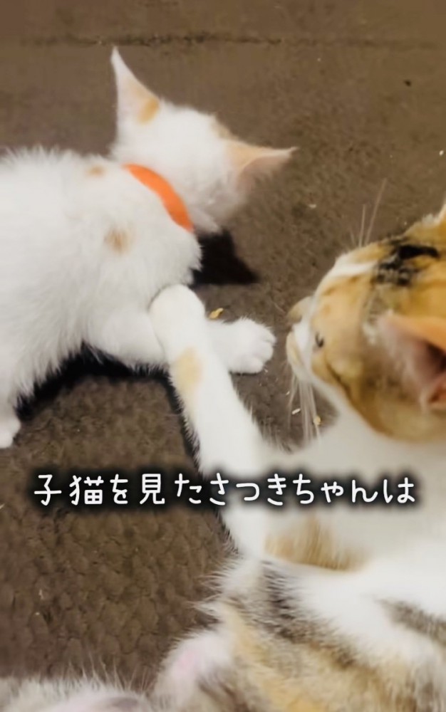 子猫を見守る三毛猫