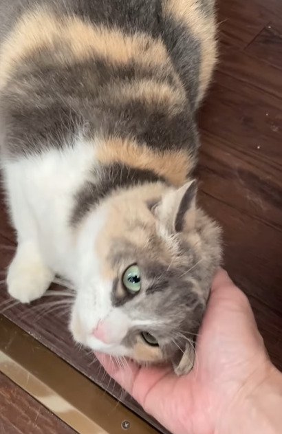 頭を撫でられる猫