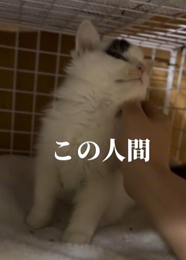 向かって右側から体を撫でられる猫「この人間」