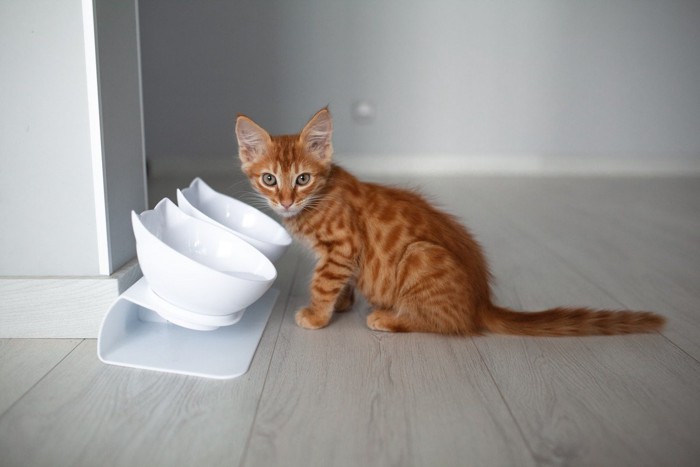 お皿の前で座ってカメラ目線の子猫
