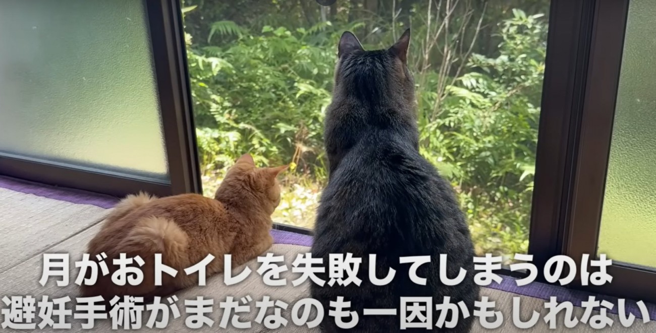 窓越しに外を見る2匹の猫