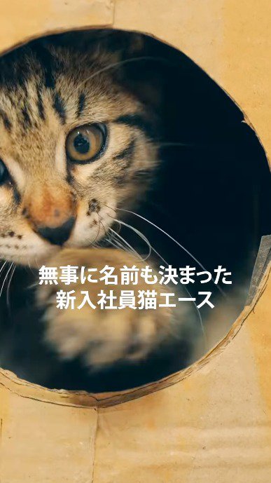 ダンボールから外を覗く子猫