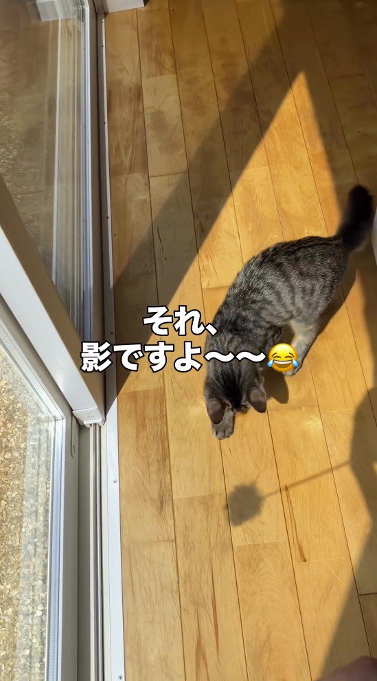 おもちゃの影でじゃれる猫