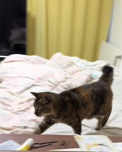 去っていくあめちゃん