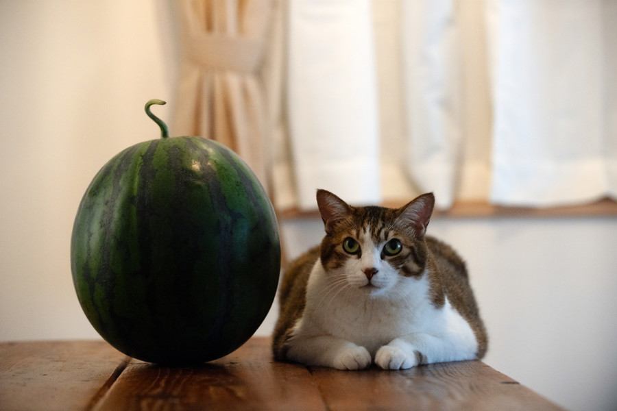 スイカの横で座る猫