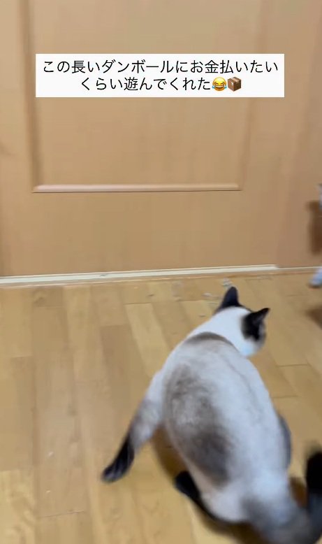 振り返る猫