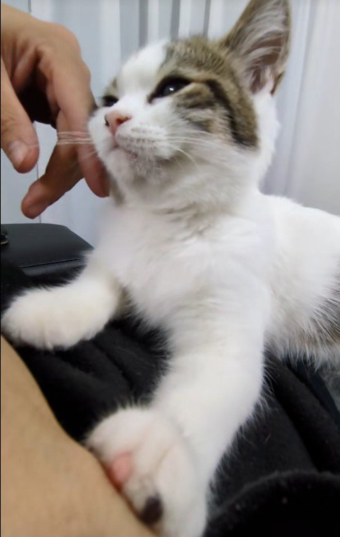 人に撫でられている猫
