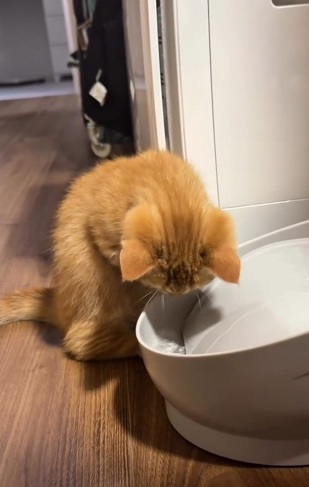 手を舐める猫
