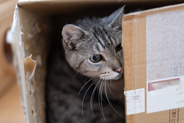ダンボールに隠れる猫