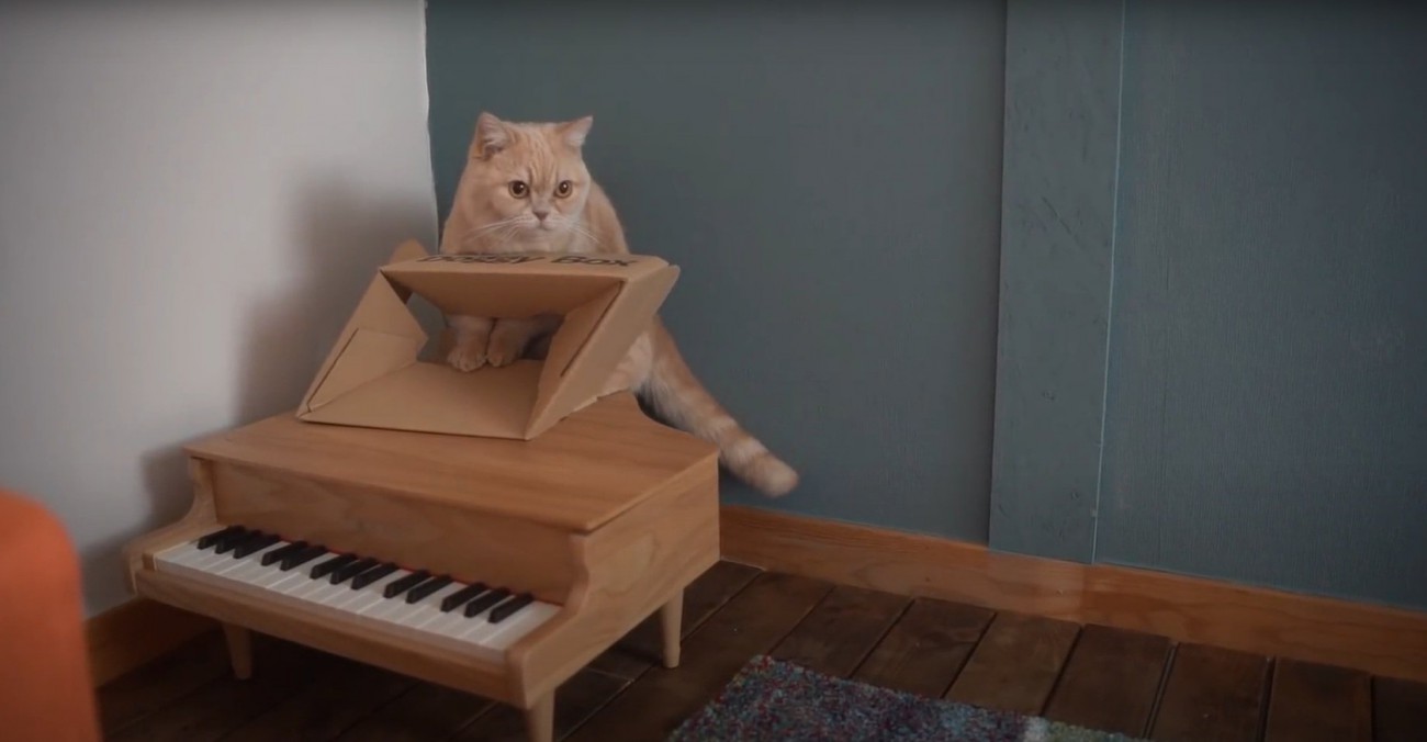 ダンボールに触れる猫